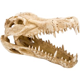 Pen Plax RR1065 Crocodile Skull Animal Resin Ornament for Fish Tanks 9L x 4W x 5.5H