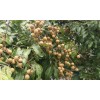 Longan 1 Longan Dimocarpus Tree With Pot 12” Dragon Eye