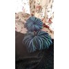 Pumpkins in Blue and Green Burlap Set of 2 -