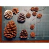 Pine Cones, Pack of 20