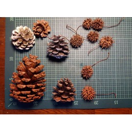 Pine Cones, Pack of 20