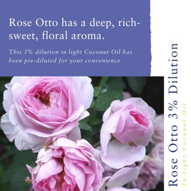 Absolute Aromas Rose Otto 3 Percent Dilution 10ml