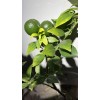Mightyoaktreenursery.com Myrtle Leaf Orange 14-20” tall (Citrus myrtifolia) Chinotto 2.5"