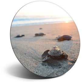 Destination Vinyl ltd Magnet for Refrigerator, Fridge - Cute Baby Sea Turtle Turtles for Office, Cabinet and Whiteboard, Magnetic Stickers, 3070