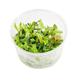 Planterest - Lagenandra Meeboldii Red Tissue Culture Live Aquarium Plant Tropical Freshwater Decorations BUY2GET1FREE