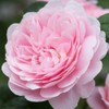 Heirloom Roses Rose Plant - Queen of Sweden® Pink Rose
