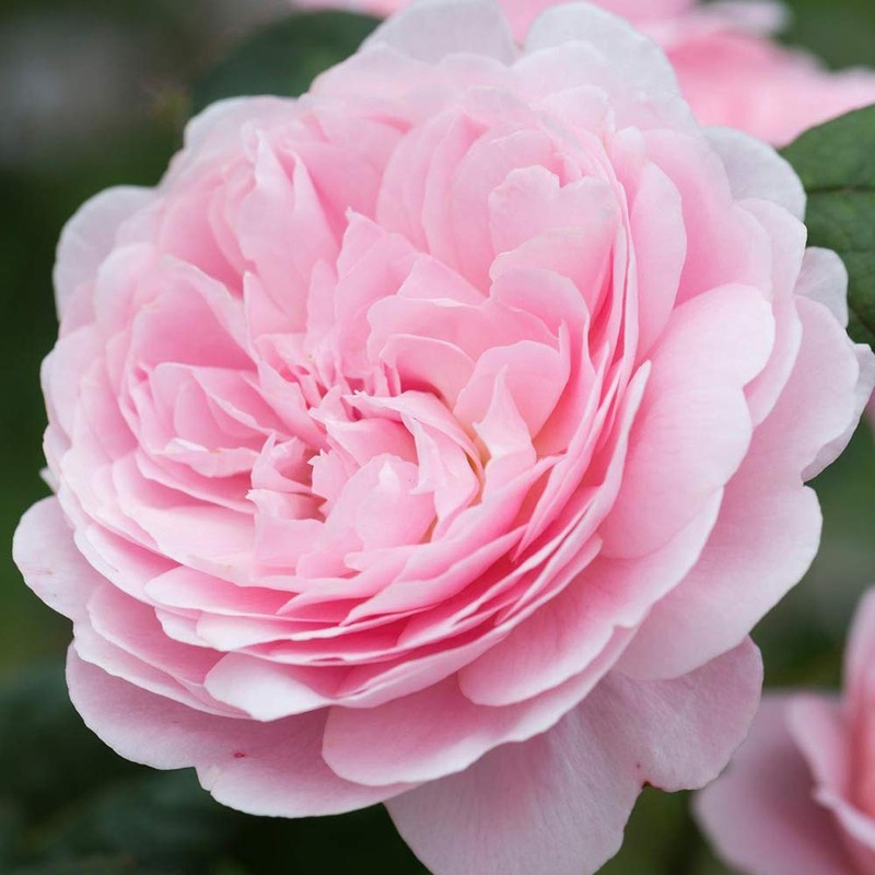 Heirloom Roses Rose Plant - Queen of Sweden® Pink Rose