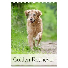 Golden Retriever (Wandkalender 2026 DIN A3 hoch), CALVENDO Monatskalender (CALVENDO Tiere)