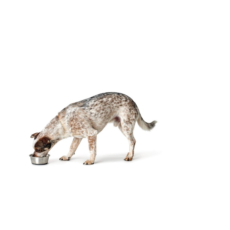 HUNTER Stainless Steel Feeding Bowl for Dogs and Cats Non-Slip