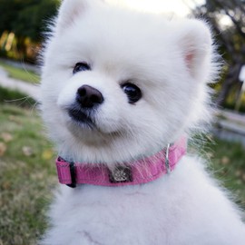 IVY&LANE Reflective Dog Collar and Leash Set,Adjustable Neoprene Padded Dog Collars, Breathable Nylon Pet Collar for Small Medium Large Dogs, 5FT Nylon Dog Leash (Collar+Leash,Large,Fuchsia Pink)