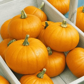 The Gardening World 75 Pumpkin Seeds - Sugar Pie - Organic Heirloom - Non-GMO - Always Fresh Seeds!