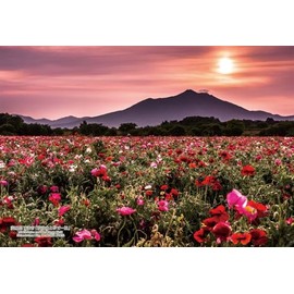 Cuties 300-434 Jigsaw Puzzle, 300-Piece Jigsaw Puzzle, City of Japan 78, Shimotsuma City, Ibaraki Prefecture, Mt. Tsukuba and Poppy Fields (10.2 x 15.0 inches (26 x 38 cm), Includes Glue