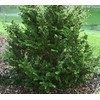 Fernspray Hinoki Cypress - Live Plant - 3 Gallon Pot
