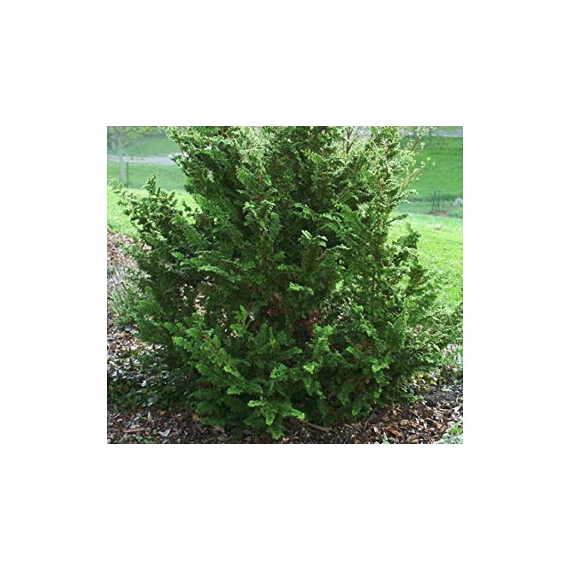 Fernspray Hinoki Cypress - Live Plant - 3 Gallon Pot