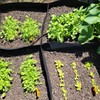 TOOPONE Fabric Garden Bed, 3 x 6 Feet, 8 Grid