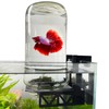 Inverted Betta Tank Holder Kit, 360-Degree Panoramic View for Betta
