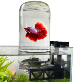 Inverted Betta Tank Holder Kit, 360-Degree Panoramic View for Betta Fish, Expands Swimming Space, Aquarium Inverted Holder, Made in Canada (Black, Small)