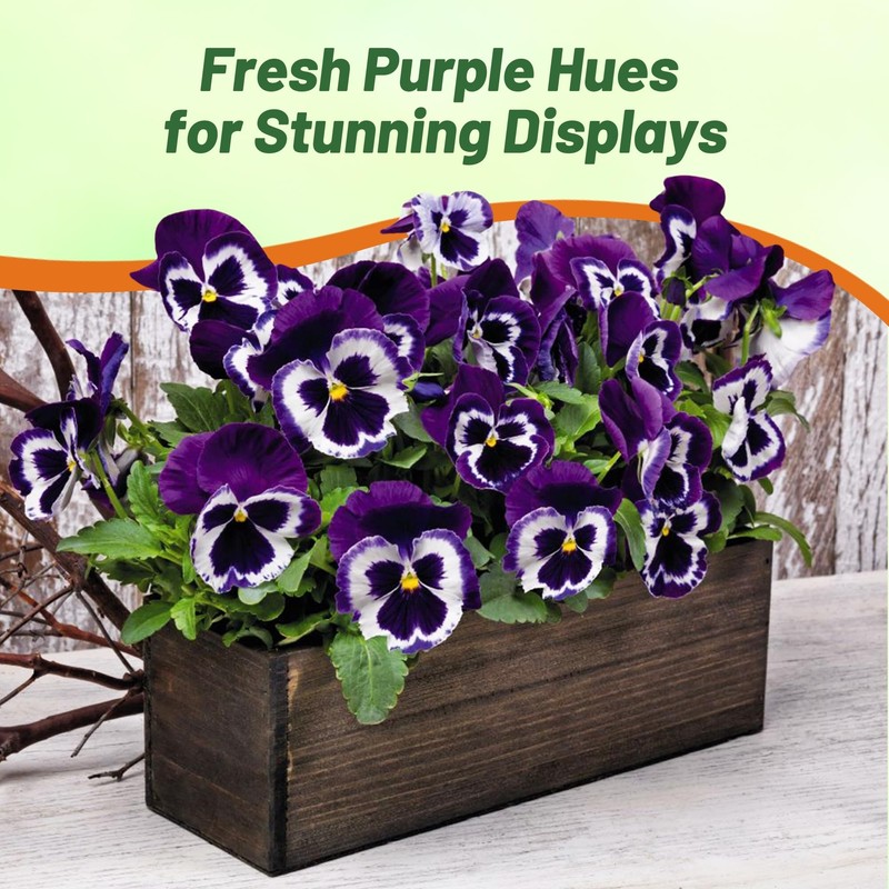 Outsidepride Viva La Violet Viola Pansy Seeds for Planting -