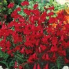 250 Penstemon Beardtongue Flower Seeds EATON'S Firecracker Red Hummingbird Perennial
