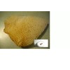 Freshly Dried Real USA Honeybee Natural Honeycomb + 12 Free