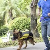 Dog Fanny Pack Large Space Multifunctional Dog Treat Training Pouch