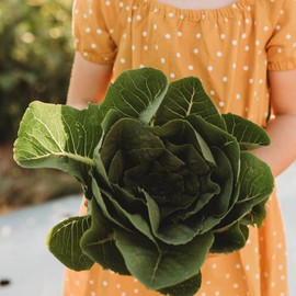 Parris Island Lettuce - 1000 Seeds - Heirloom Romaine Lettuce Variety, Non-GMO Lettuce Seeds for Planting Indoors or Outdoors in Containers or The Garden, Thresh Seed Company