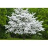 Tree White Flowering Dogwood Tree - 24-36" Tall Live Plant