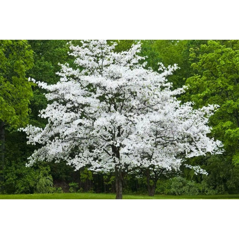 Tree White Flowering Dogwood Tree - 24-36" Tall Live Plant