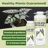 Alocasia Fertilizer, Complete Liquid Alocasia Plant Food, 8 oz (250mL)