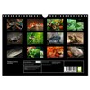 Reptiles Colorful beauties (Wall Calendar 2026 DIN A4 Landscape), CALVENDO
