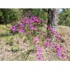 Chill Hill Farms Florida Ironweed | 25 Seeds | Vernonia