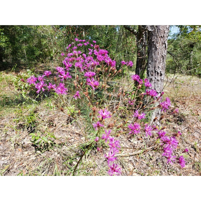Chill Hill Farms Florida Ironweed | 25 Seeds | Vernonia