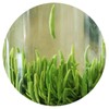 GOARTEA Green Tea 50g / 1.76oz Premium Zhuyeqing Tea -