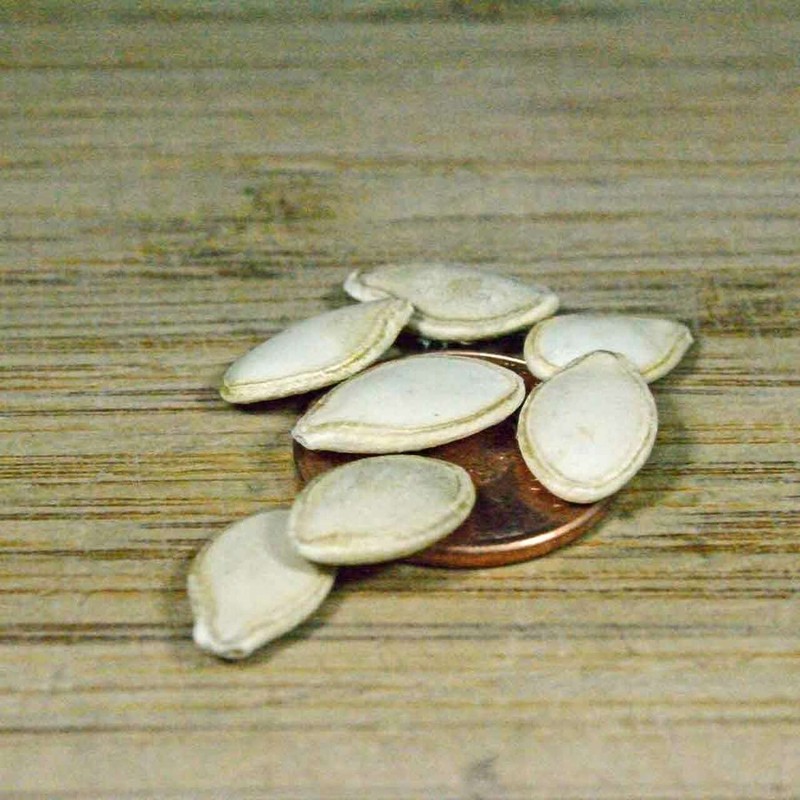 Squash Seeds Golden Zucchini 25 Seeds by OrginBud