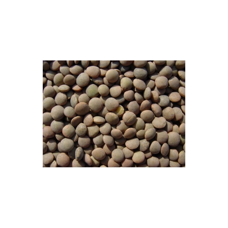 Lentils 15 Lbs, Joseph's Grainery Brown Lentils, All Natural, Non-GMO,