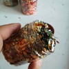 JINRUISI Gilding Flakes Variegated Gold Foils Leaf Flakes Gilding Craft