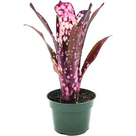 ragnaroc Live Plants – Bromeliad Billbergia Hallelujah 'Pup', 6-12" - 1ct - Live Arrival Guaranteed - House Plants for Home Decor & Gift