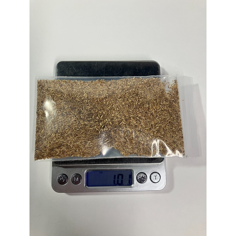 Link Zenith Zoysia 12,000+ Grass Seeds for a Healthy, Low-Maintenanc