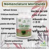 Wheat Grass Capsule