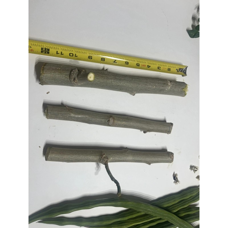 Tree 6 Organic Moringa Oleifera Cuttings. Approx 8-10 Inches Each.