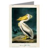 Twelve Assorted Notecards Of John James Audubon Celebrated Illustrations Of