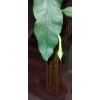 exotic 4 CLIPPINGS-Epiphyllum oxipetalum 'Queen of the Night' - 8"