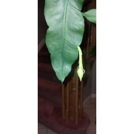 exotic 4 CLIPPINGS-Epiphyllum oxipetalum 'Queen of the Night' - 8" - Magical Plant