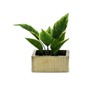 WGV Gold Scratched Square Ceramic Vase, Width 8", Height 4",