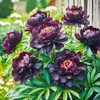 100+ Mixed Colorful Peony Flower Seeds for Planting- Peony Flower