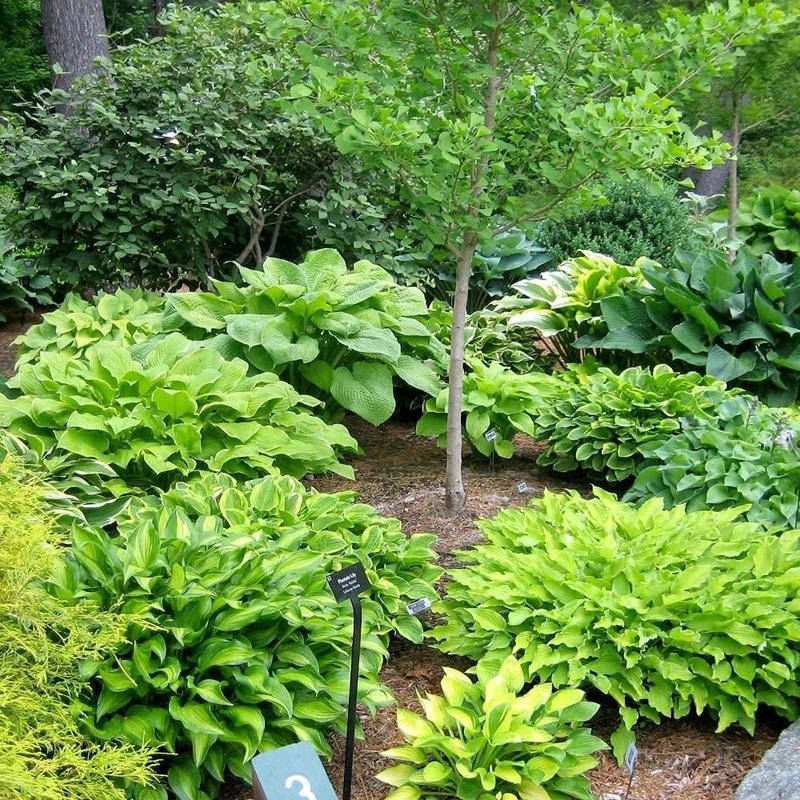 800 pcs Heart Hosta Seeds - Vibrant Green Perennials for
