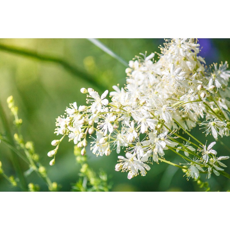 Earthcare Seeds Meadowsweet 350 Seeds (Filipendula ulmaria) Heirloom - Open