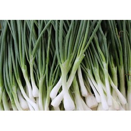 “Heshiko” Evergreen Bunching Onion Seeds – Robust Flavor, Slender Stalks and Pure White Bulbs | Allium fistulosum | Heirloom Seeds by Liliana's Garden |