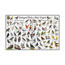 Where's Wildlife Backyard Birds of West Virginia Bird Identification Poster Divided into Year-round Residents and Seasonal Visitors - Birdwatching Nature Chart (12" x 18")