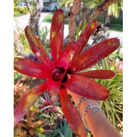 Bromeliads Bromeliad neoregelia Gazpacho live plant exotic tropical exotic